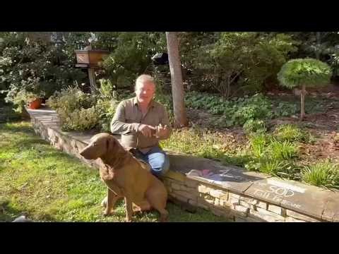 Science 4 Everyone: How does sod and tall fescue work? | NBC4 Washington