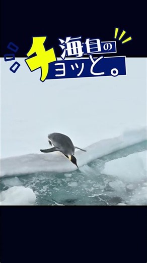🐧 #海自のチョッと 🐧 #しらせ #南極 #ペンギン #shorts
