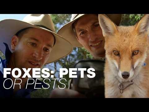 FOXES - PET OR PREDITOR? The people with pet foxes, and the environmentalists who want them gone
