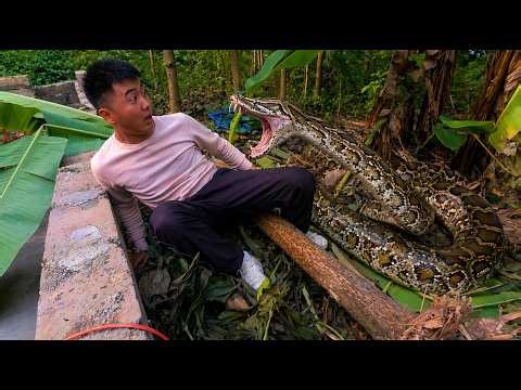 Massive Snake Attack Caught on Camera – Man Faces D