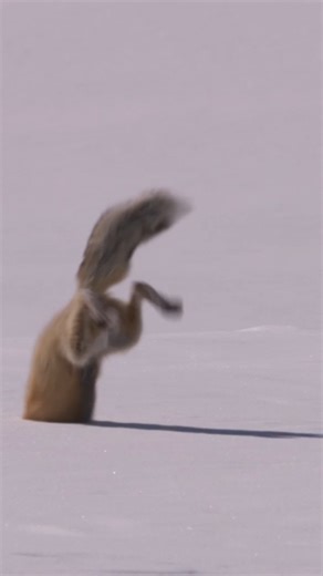 Headfirst into the new year! 🦊 📸: BBC Natural History #redfox #snow #Yellowstone #2026 | Animal Planet