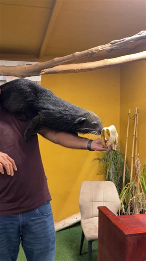 Zaaby on Instagram: "Bearcat (Binturong)"