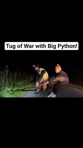 TUG OF WAR! #python #snake #wildlife #florida #nature