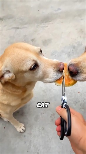 XL Labrador: No.1 Dog—NEVER Feels Full! 🐶😋#animals #shortfeed #lovestory #science #puppy
