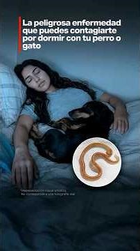 La peligrosa enfermedad que puedes contagiarte por dormir con tu perro o gato