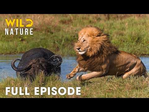 Lion King Slayers | The Most Epic Battles for Survival | FULL EPISODE | Wildlife Documentary