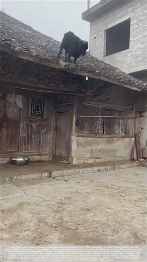 The goat jumped onto the roof, landing perfectly.