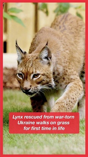 Lynx rescued from war-torn Ukraine walks on grass for first time in life | SWNS