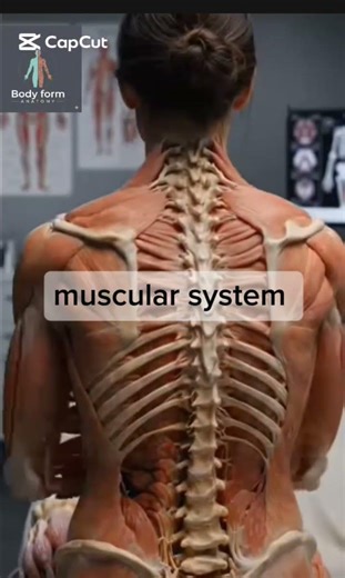 muscular system