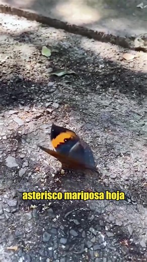 World's Strangest Creatures You Might Not Have Seen