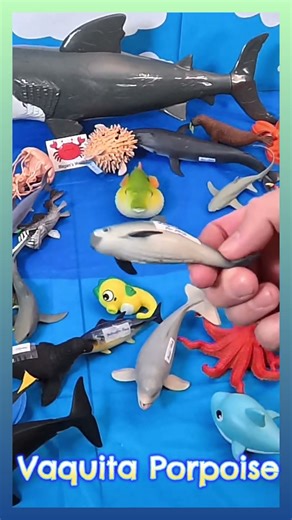 Unique Ocean Facts (Vaquita, Seahorse, Pufferfish)🤯