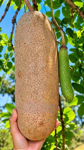 The Sausage Tree Fruit Used to Make Digestive Herbal Powder! 😱 #shorts #plants #farming