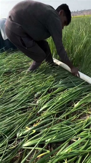 Clever Farming Technique: Bending Onion Tops for Bigger Harvests