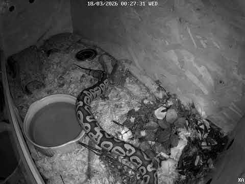 🛖 Ka the Ball Python | Night Habitat Routine vol 5