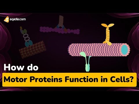 How do Motor Proteins Function in Cells?