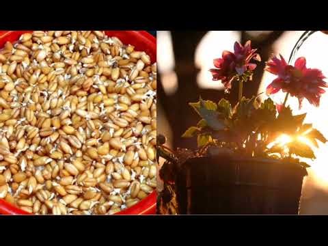 I Built a Computer with an Alien World Inside.