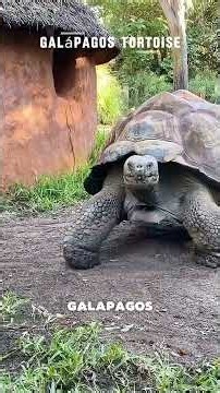 The Galápagos Tortoise Can Live for Over 170 Years🐢 #giant #wildlife