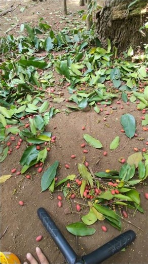 The process of collecting mlinjo seeds with simple tools -Agriculture farming #shorts