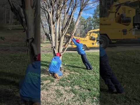 #treeremoval #treeservice #Raleigh #arborist #treeworkers #fyp #treecompany #treelife #treecare