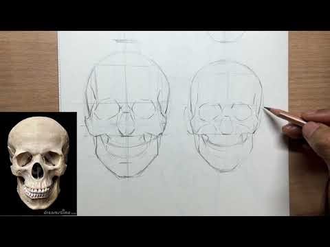 How to construct a head using anatomy 