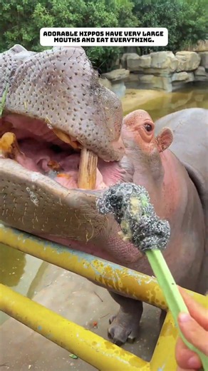 The adorable hippo has a very big mouth. #hippo #lovestory #animals #cute