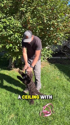 How to Stop a Puppy Jumping Up: Simple Ceiling-Hands Method