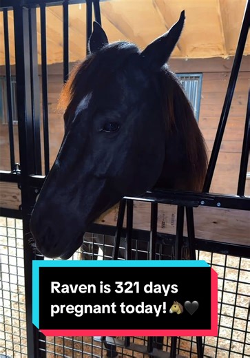 Raven's Journey: 321 Days of Pregnancy Updates