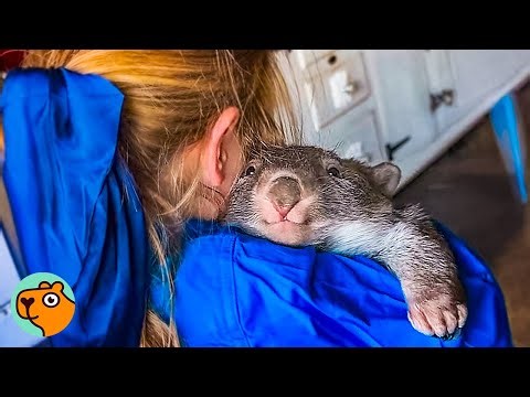 Wombat Races To Greet Little Girl Who Saved Her | Cuddle Buddies