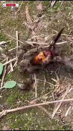 Wasps vs Honeybees Battle wasps vs bees, insect battle, honeybee vs wasp, nature fight, wild insects