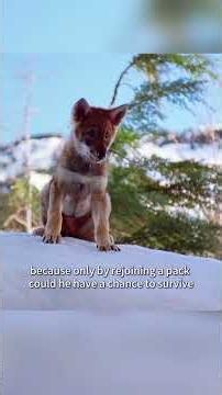 Alone in the Snow: One Cub's Fight Against Hunger and the Cold#usa #fyp #animals #nature