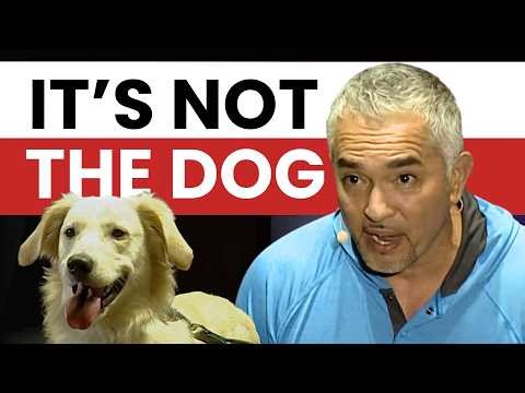 Why your dog doesn't listen to you (when you don't have a structure) | Once Upon a Dog – Prague