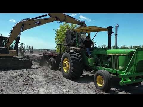Transplanting a Blackjack oak tree