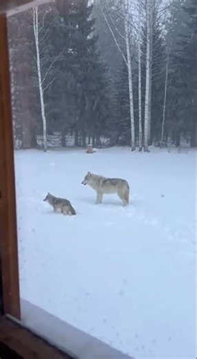 Wolf Fights 2 Coyotes Outside My Window!