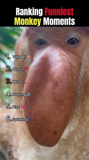 Ranking Funniest Monkey Moments 😂🙉