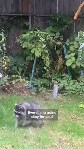 Surprise visit from short-spined raccoon Jimothy charms locals
