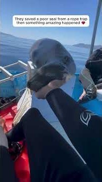 Seal freed from deadly rope entanglement #savinganimals #shorts