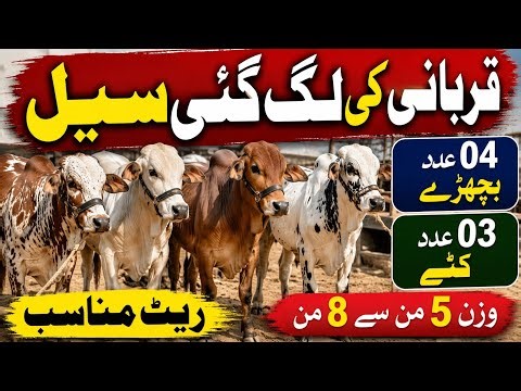 محمدکاشف 414 گ ب { 4عدد قربانی کےلئے بچھڑے 3عدد کٹے برائے فرخت} 15مئی YouTube Channel EitFaaqTv 2026