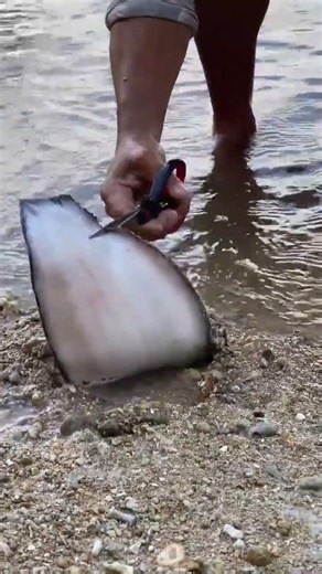 🐟 Fish Swallowed a Giant Eel Whole! 😱 Shocking Discovery