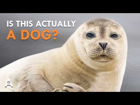 Everything We Got Wrong About Dogs