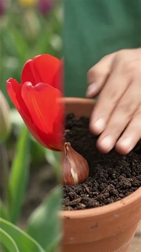 How to Grow Beautiful Tulips at Home | Easy Guide