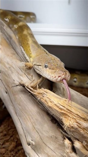 Reticulated pythons have been recorded to live up to 29 years in captivity! #snake #retic #reptiles