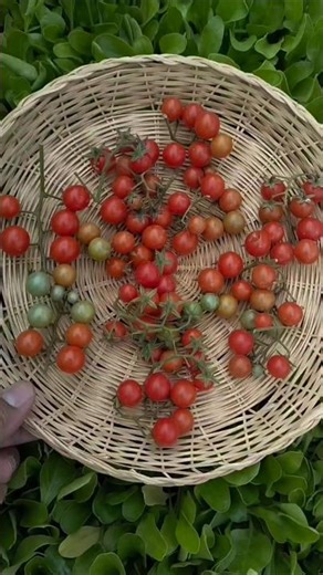 Cherry tomatoes fresh from my kitchen garden #ytshorts #viral #food #organic #fresh