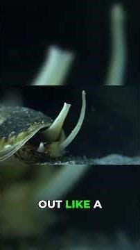 This Shell Packs More Venom Than You Think #shorts #facts