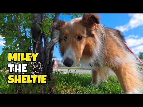 Miley’s Fresh New Look | Morning Walk & Groomer Reveal