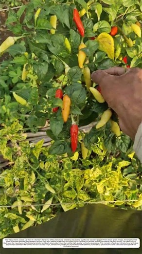 Chili Picking: How Manual Technique Transforms Ripe Pods Into Harvest 