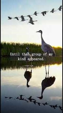 Why did these Cranes adopt a Goose? The most heart-melting identity twist. #shorts #animals