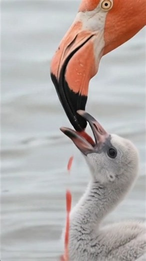 American Flamingo: From One Tiny Egg to a Beautiful Chick! 🦩🥚 #Shorts #waterbird