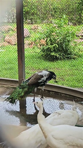 “Stunning Indian White Peacocks & Rare Pied Peacock | Beautiful Bird Moment” peafowl, bird, pet