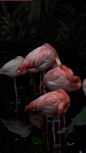 🦩 Flamingo Pink Feathers: Shrimp, Algae, and Pigment Science 🦐