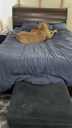 Ultimate Bed Wrestling Match Chaos! 🛏️😂